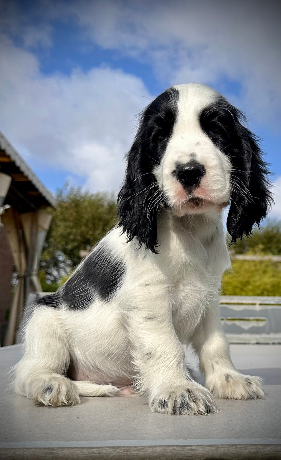 engelse cockerspaniel pup met stamboom, Dieren en Toebehoren, Honden | Retrievers, Spaniëls en Waterhonden, Parvo, Reu, 8 tot 15 weken