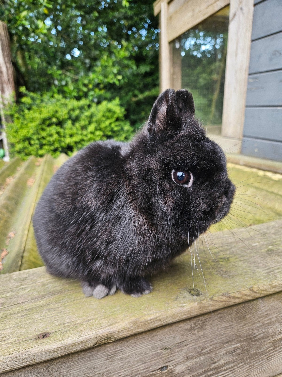 Kleurdwerg zwart, Dieren en Toebehoren, Konijnen, Mannelijk, Dwerg