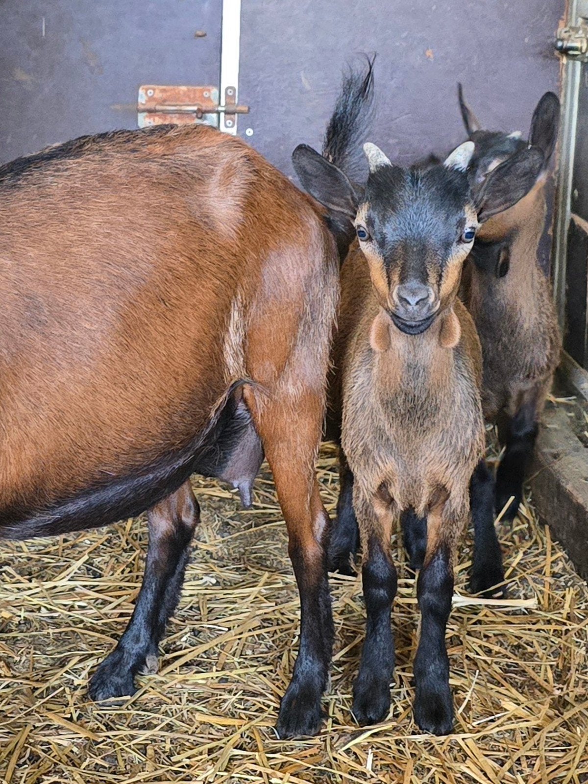 Mooie dwerggeit bok te koop!, Dieren en Toebehoren, Mannelijk, Geit, 0 tot 2 jaar
