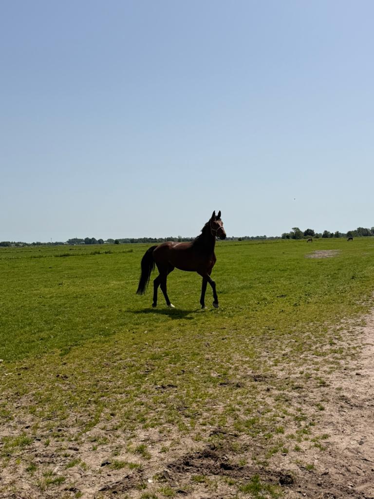 Stalling gezocht voor lieve sociale ruin, Dieren en Toebehoren, Stalling en Weidegang, Stalling, 1 paard of pony