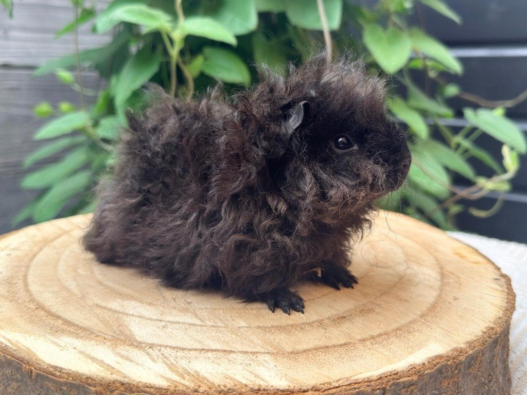 Knappe Lunkarya babies (mogen direct verhuizen), Dieren en Toebehoren, Cavia, Juni, Meerdere dieren, Tam