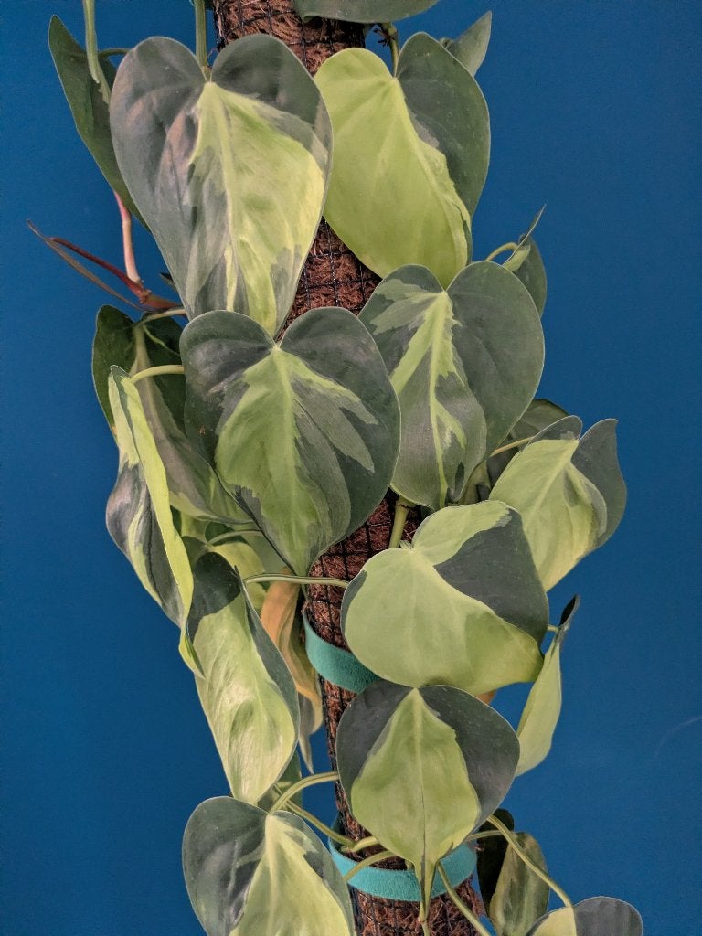 Epipremnum Brasil stek, Ophalen of Verzenden, Halfschaduw, Minder dan 100 cm
