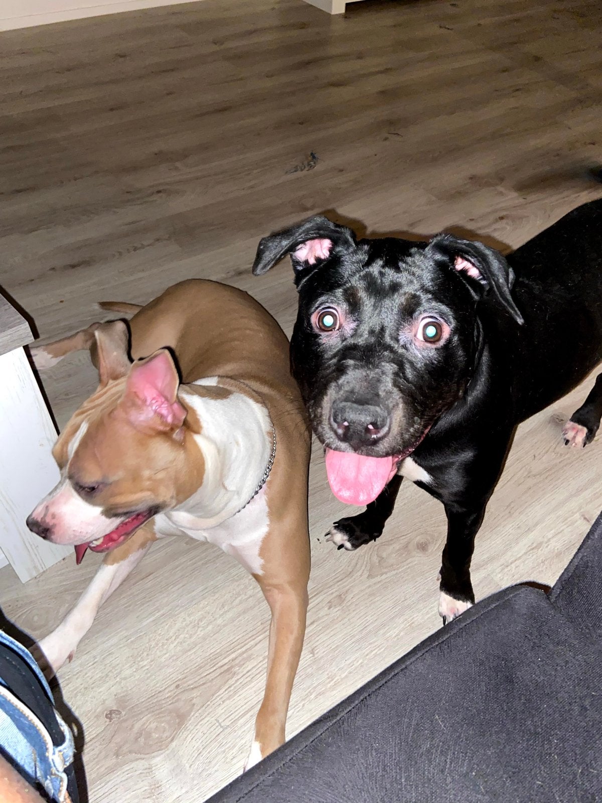 Ter adoptie, Dieren en Toebehoren, Honden | Bulldogs, Pinschers en Molossers, Teef, Bulldog, Particulier, Meerdere, Nederland