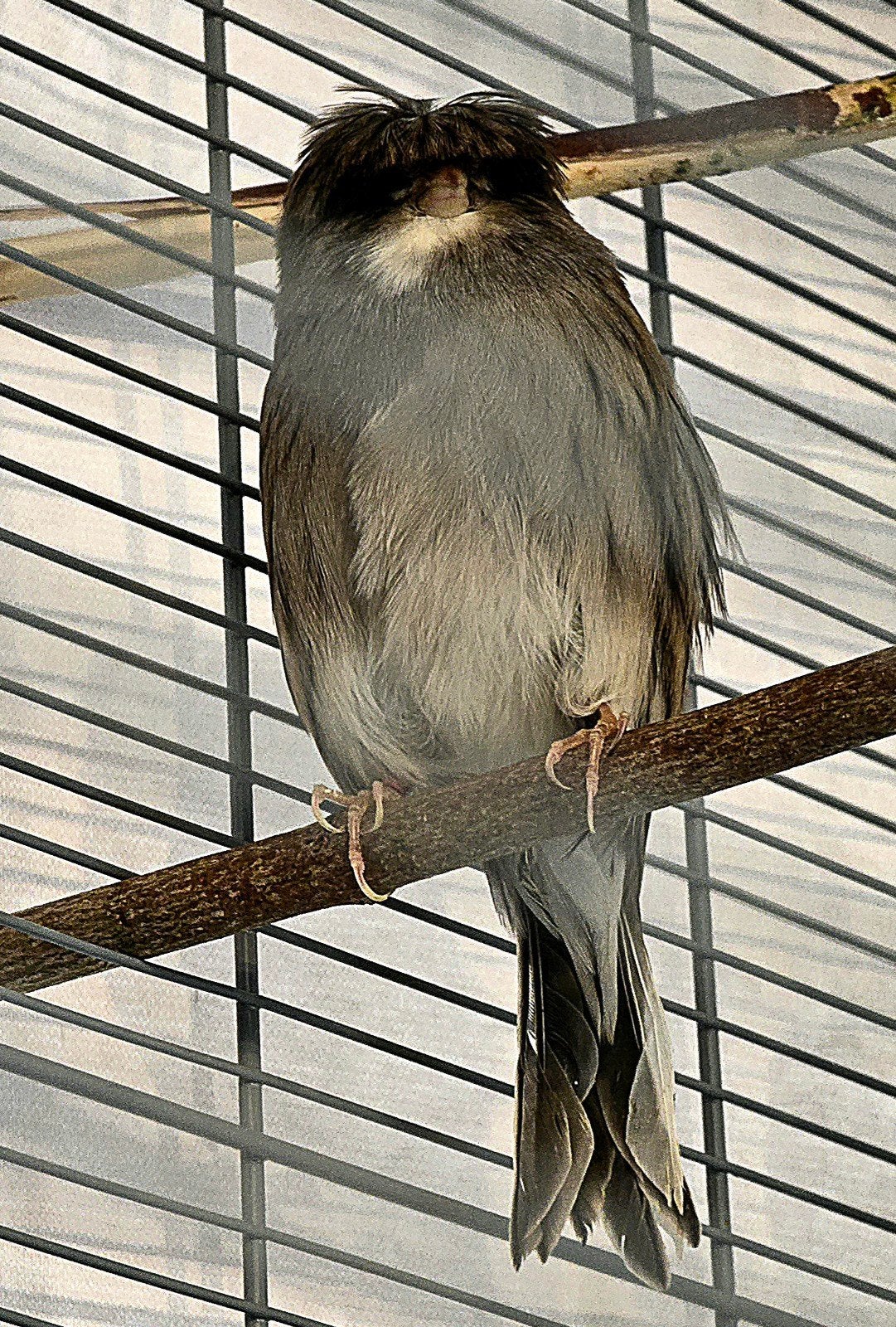 Gloster Crested Canary,  couple ️, Dieren en Toebehoren, Vogels | Kanaries, Mannelijk, Zangkanarie
