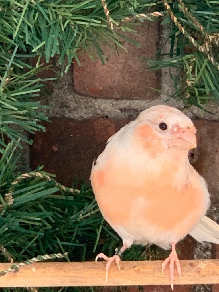 Wittegoudvinken, Meerdere dieren, Wildzangvogel, Geringd