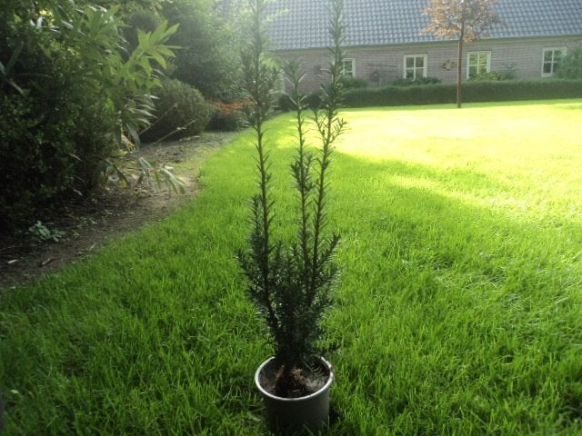 >> taxus..GOEDKOOP <<, Ophalen of Verzenden, Taxus, Minder dan 100 cm