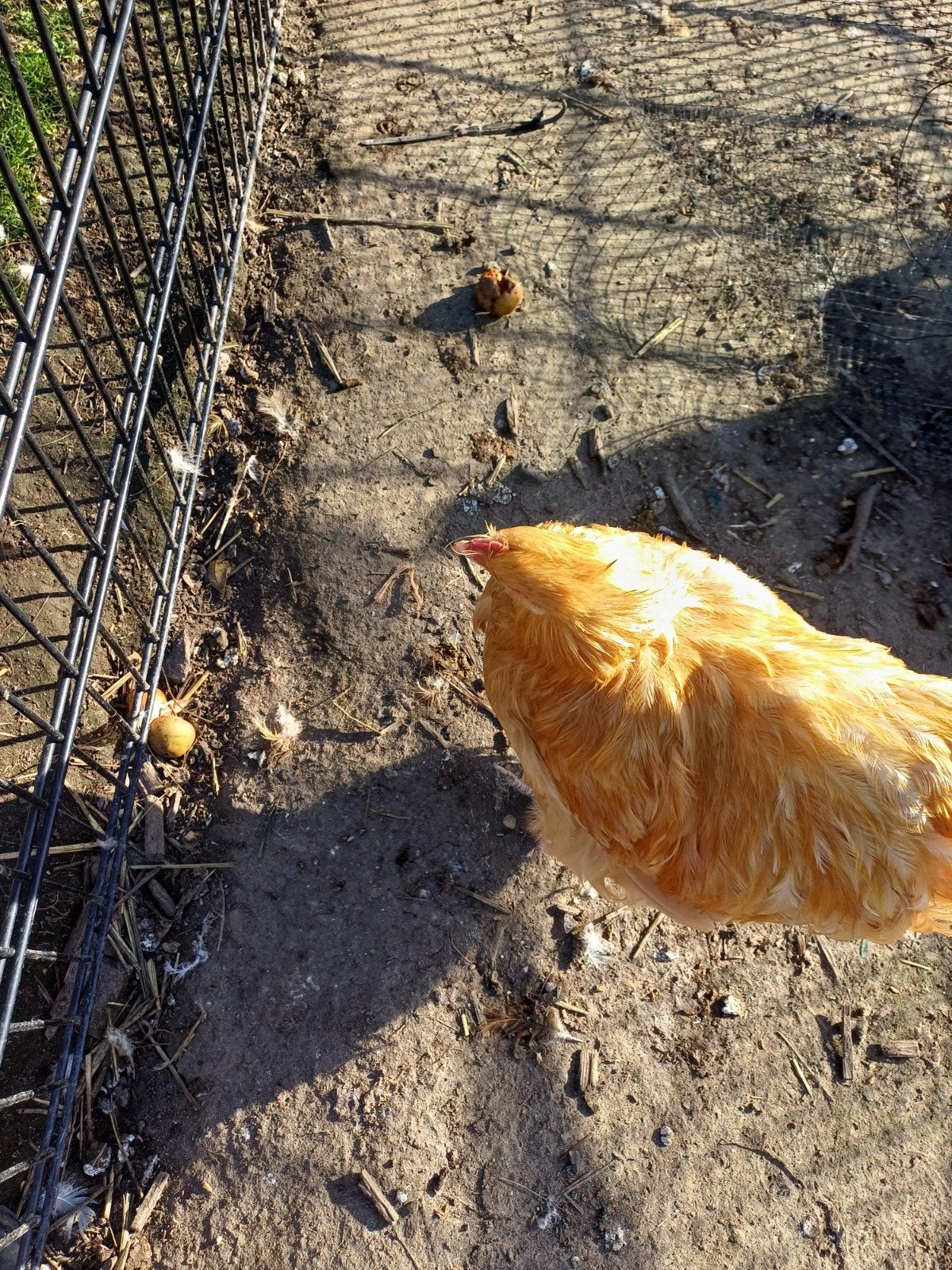 mooie orpington buff haan, Dieren en Toebehoren, Mannelijk, Kip