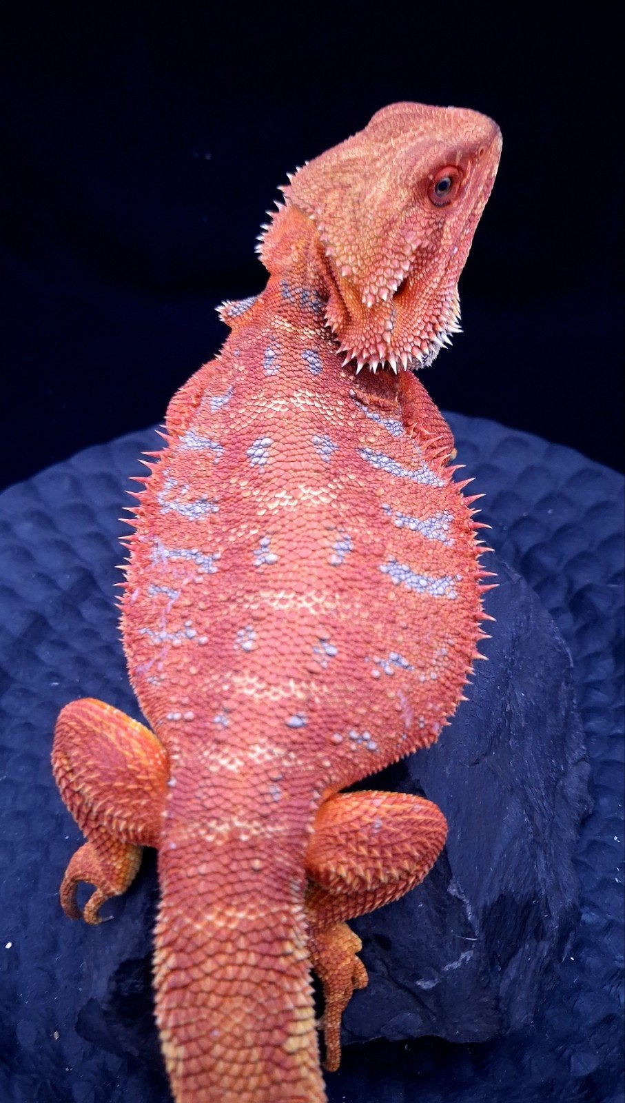 100% Red Monster Leatherback Baardagaam Man Bearded Dragon photo 13