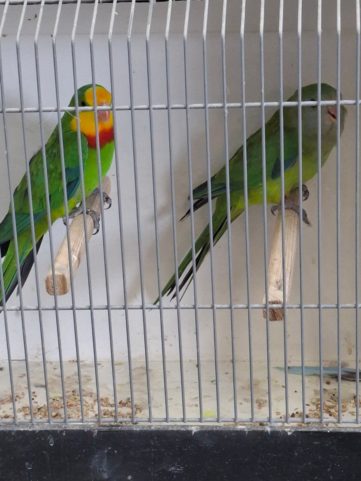 Mooi koppel barraband, Dieren en Toebehoren, Meerdere dieren, Parkiet