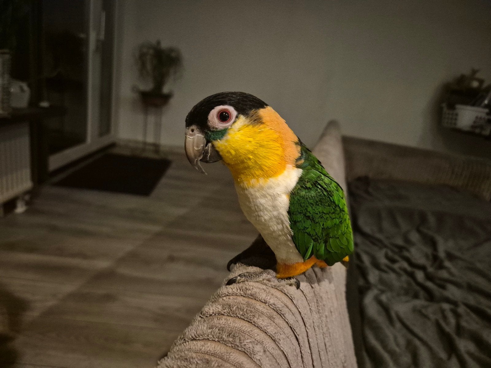 Dit is Jull een Lieve-Tamme-Jonge-Pratende Zwartkop Caique, Dieren en Toebehoren, Geslacht onbekend, Papegaai, Pratend