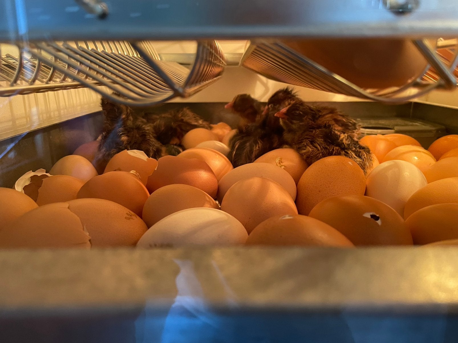 Barnevelder groot kuikens, Dieren en Toebehoren, Pluimvee, Kip, Meerdere dieren