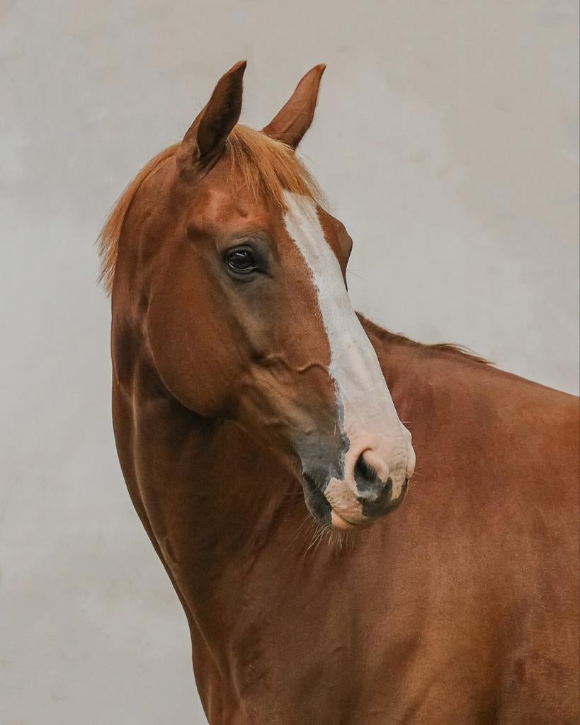 Superlieve, sportieve 12 jarige ruin, Dieren en Toebehoren, Paarden, Met stamboom, Ruin, M, 11 jaar of ouder
