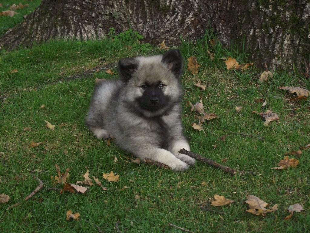 Keeshond pups, Dieren en Toebehoren, Keeshond, CDV (hondenziekte), 8 tot 15 weken, Meerdere