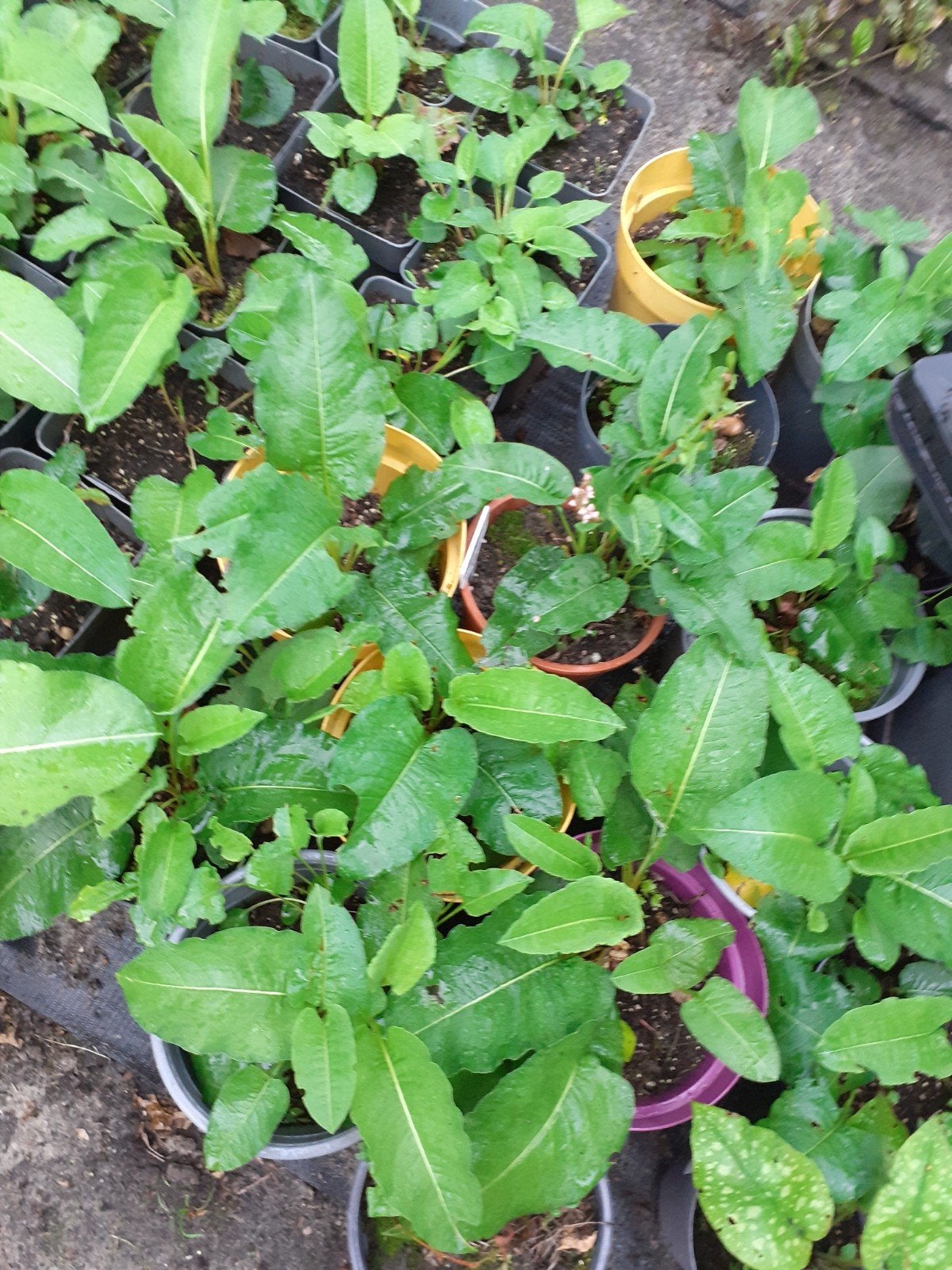 Adderwortel (Persicaria Bistorta), Ophalen, Overige soorten, Halfschaduw