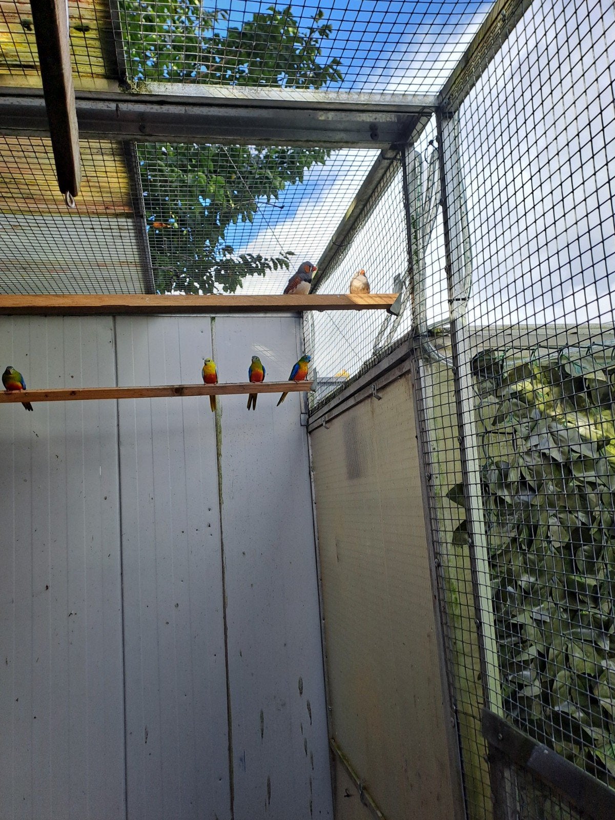 Grijze zebravinken 5,00 paar. Oranje kanarie 10,00 st., Meerdere dieren