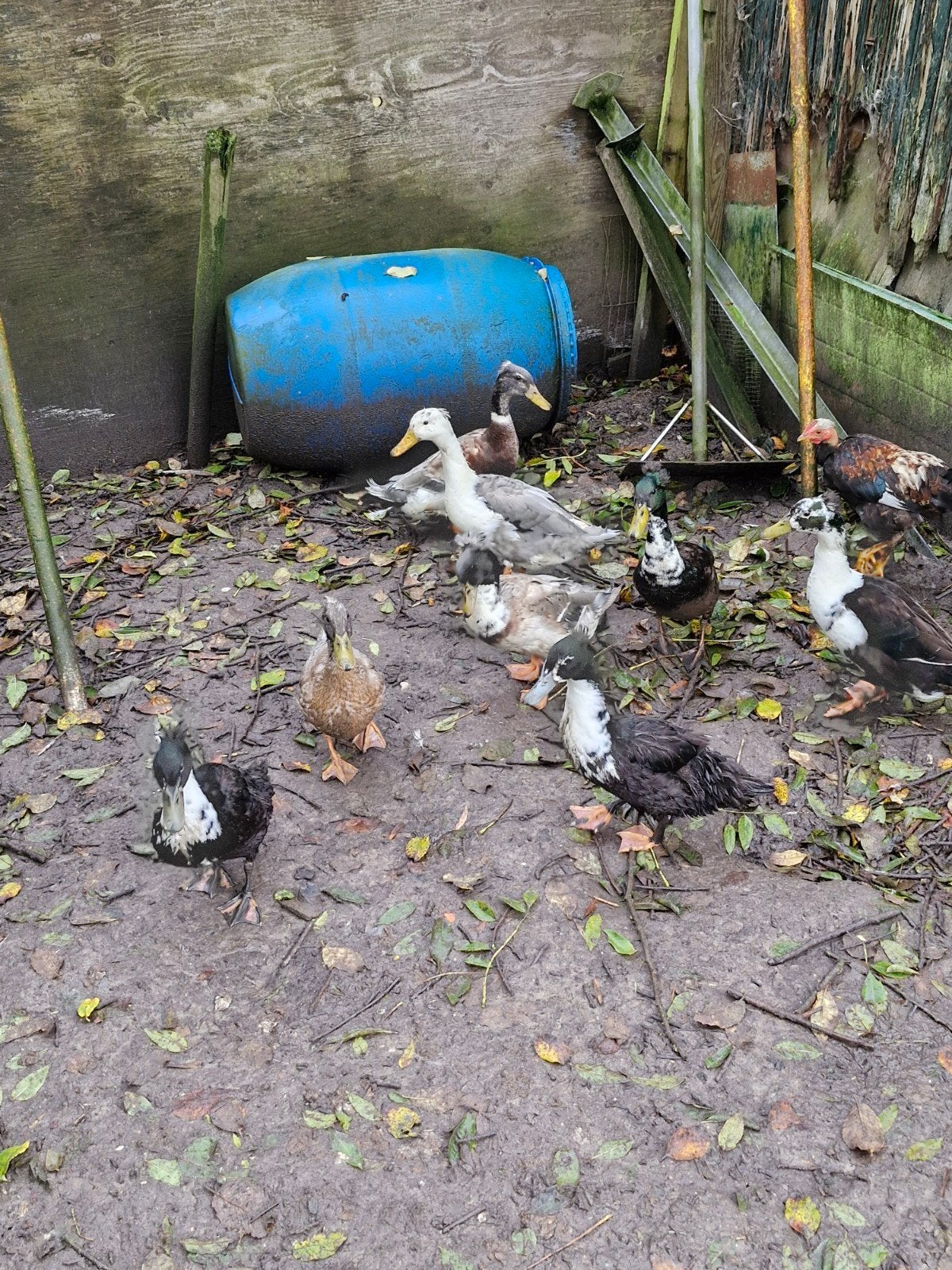 kuifeenden, Dieren en Toebehoren, Mannelijk, Eend