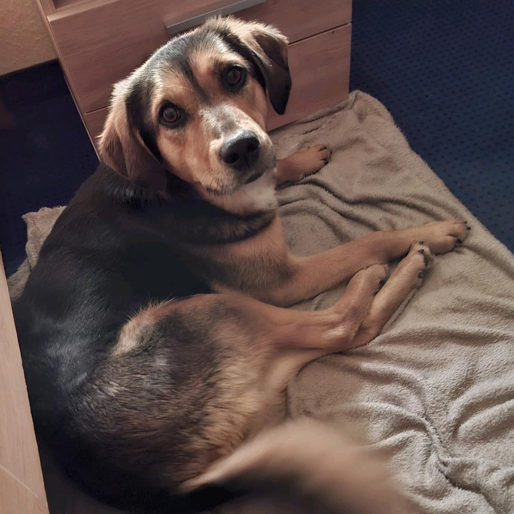 Zachtaardige JUNE   ♀️  ️ ter adoptie, Particulier, Overige rassen, Buitenland, Teef