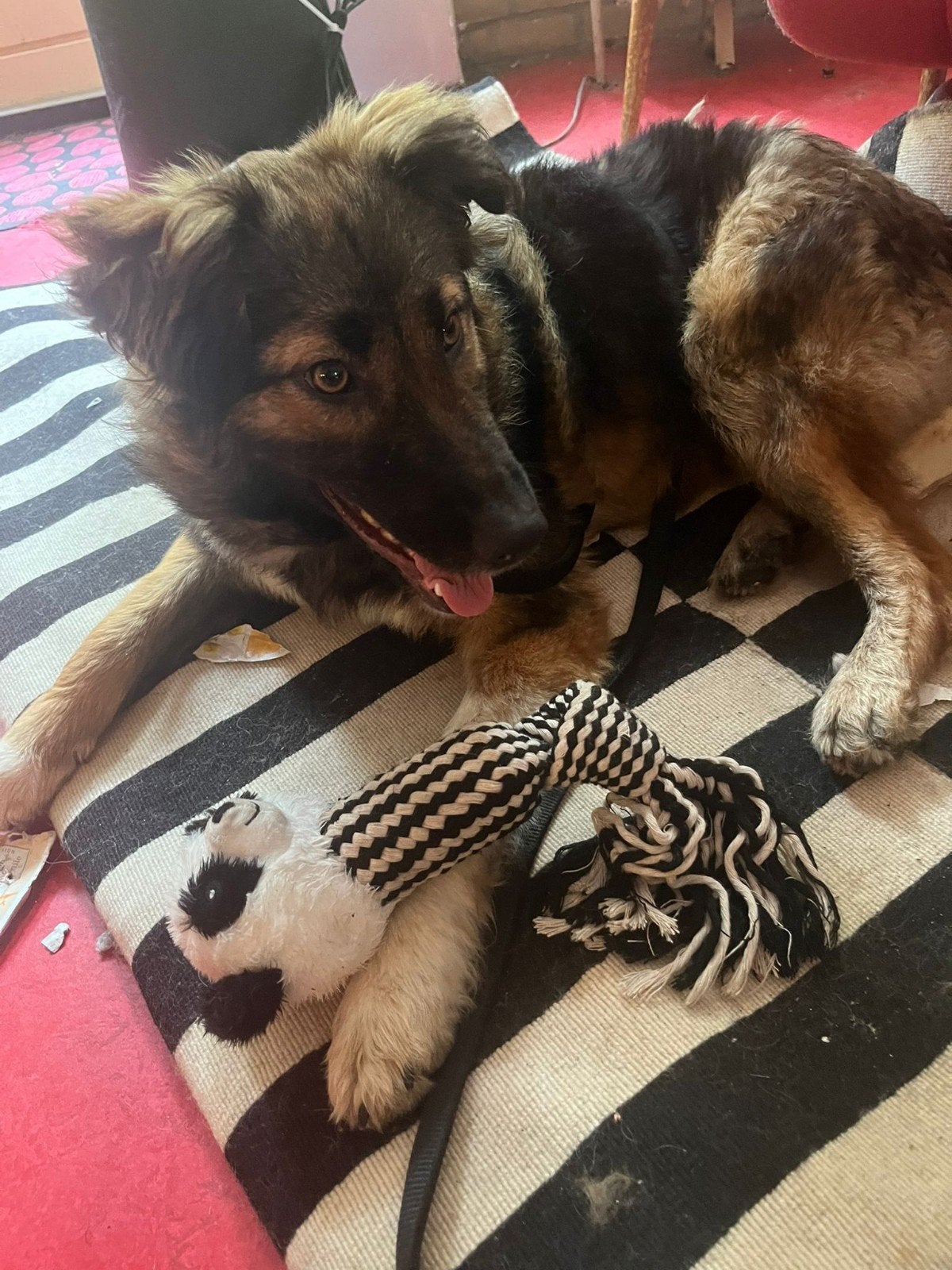 Beer herplaatser, Dieren en Toebehoren, Honden | Niet-rashonden, Particulier, Reu, 1 tot 2 jaar, Buitenland