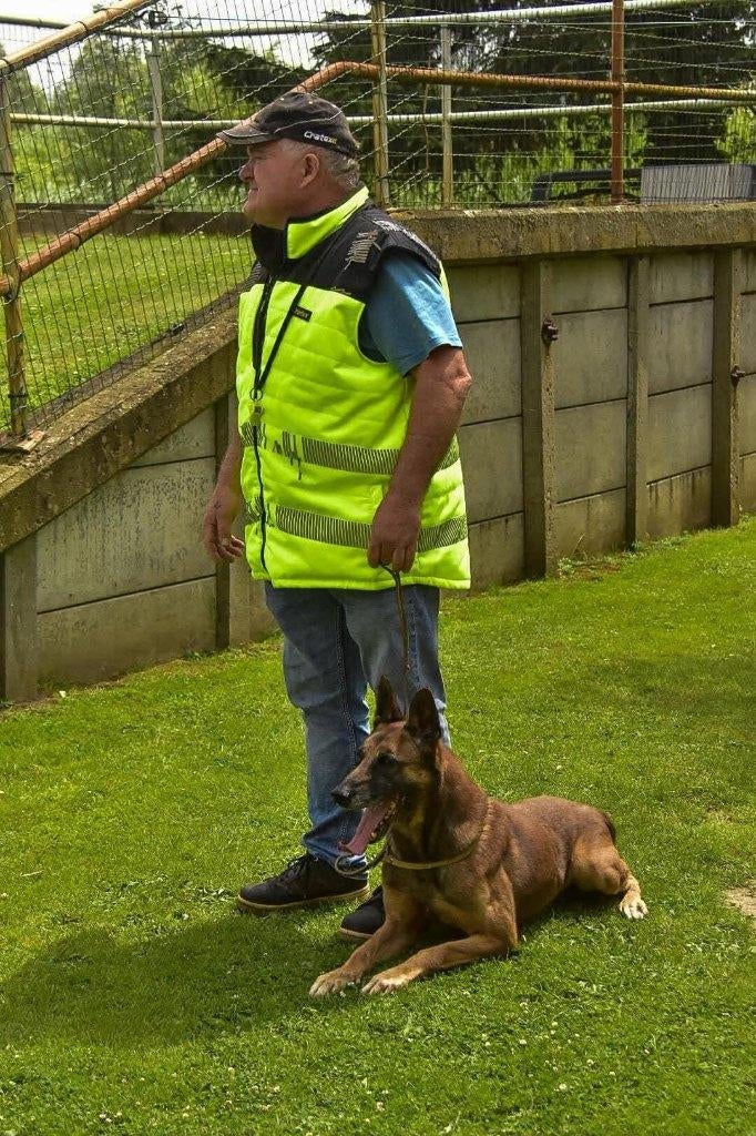 Mechelse herder reu afgerichte bewakingshond & politiehond, Parvo, Meerdere, Meerdere dieren, 3 tot 5 jaar