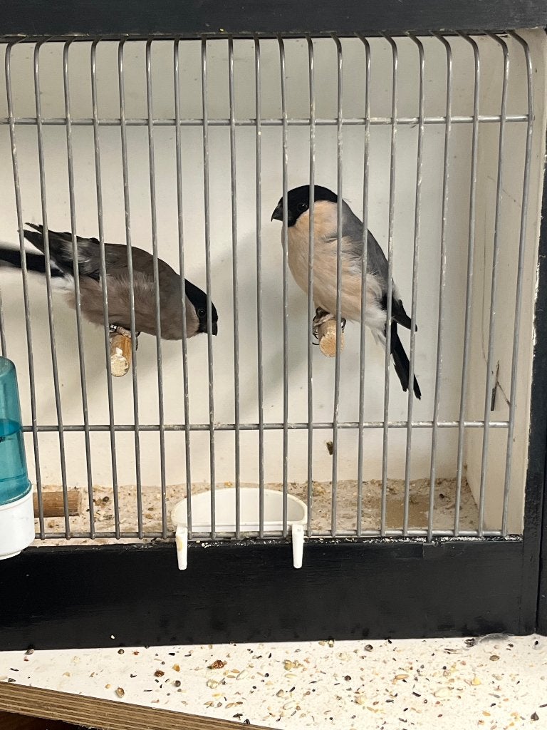 Noorse goudvink, Dieren en Toebehoren, Meerdere dieren, Wildzangvogel, Geringd