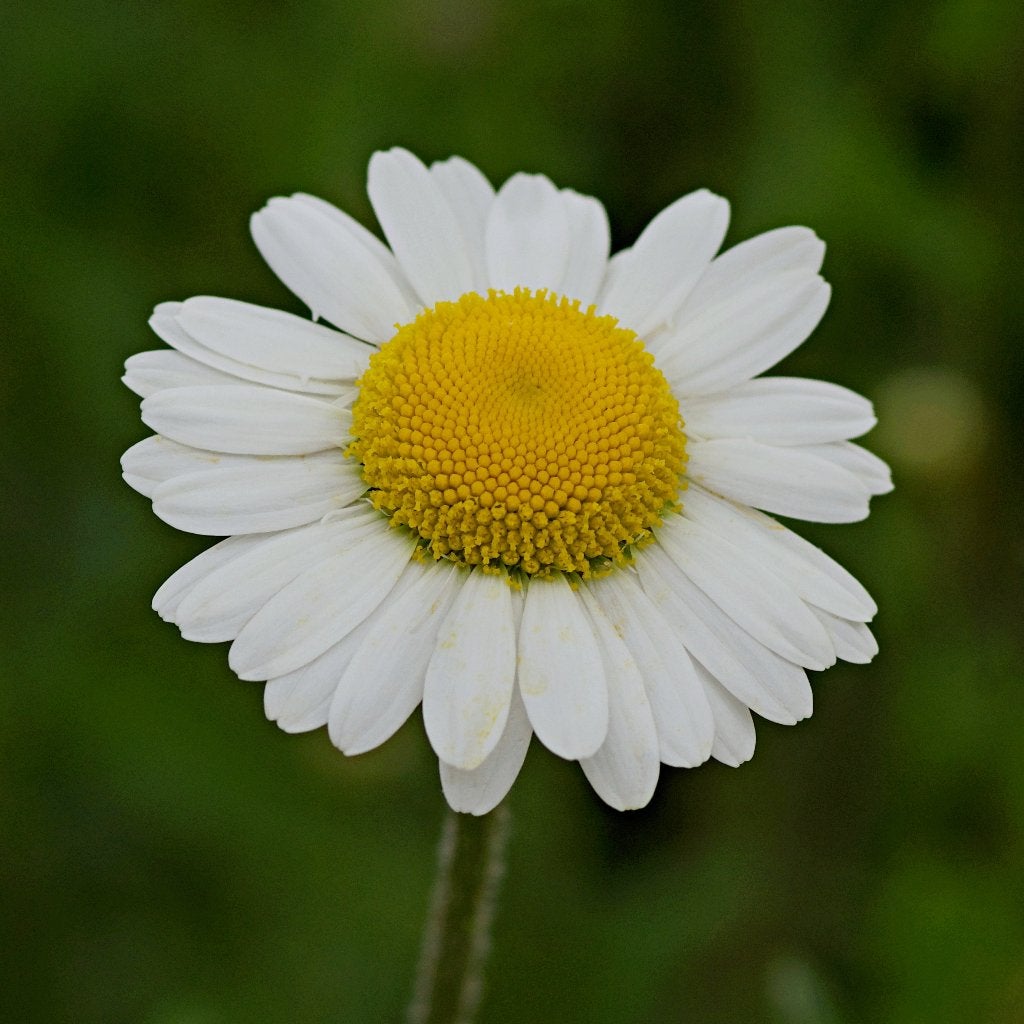 Zaden wilde margriet (Leucanthemum vulgare) - inheems, bio, Ophalen of Verzenden, Voorjaar, Volle zon, Zaad