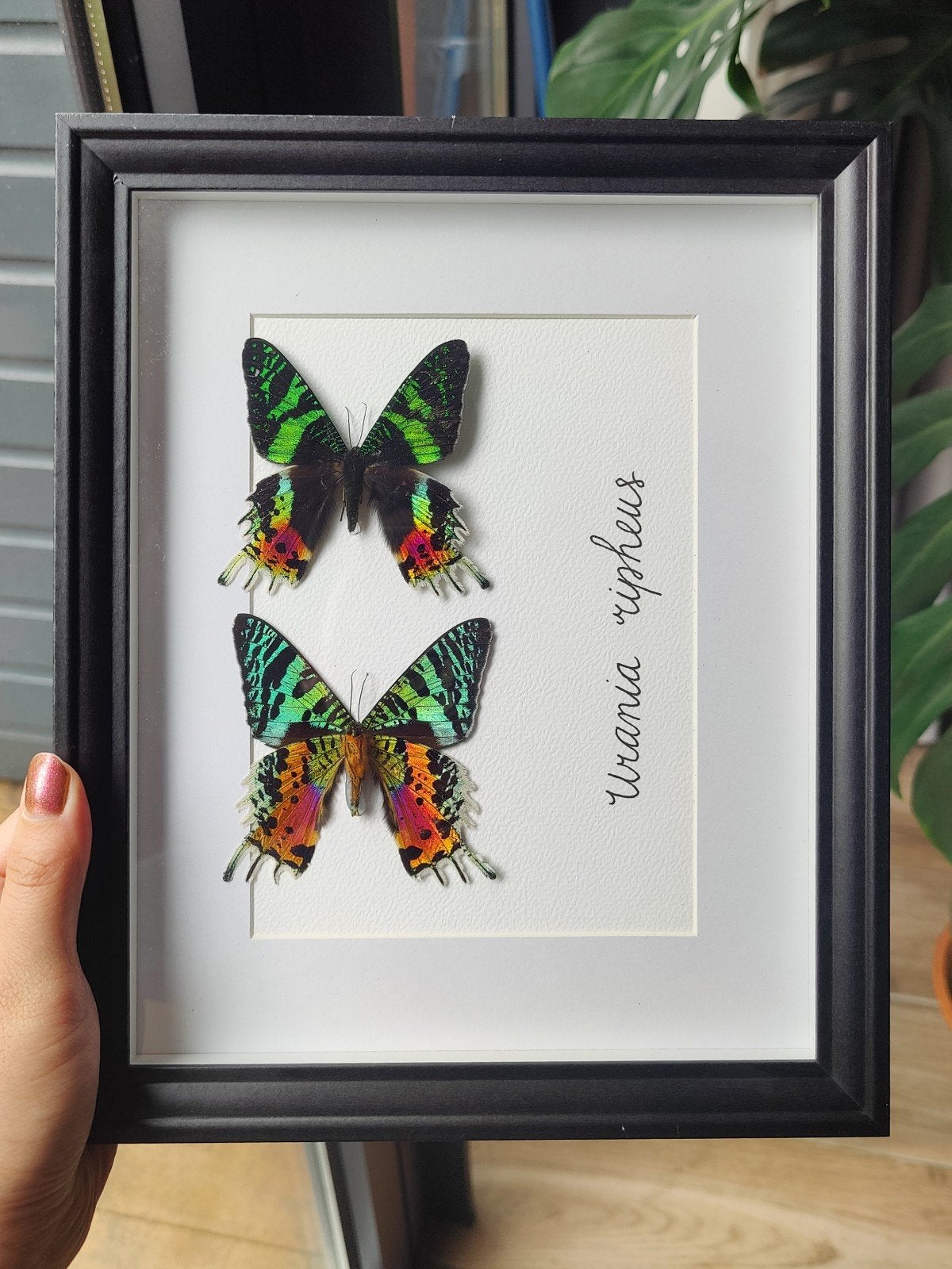 Opgezette vlinder in lijst / taxidermie - Urania ripheus, Verzamelen, Dierenverzamelingen, Ophalen of Verzenden, Nieuw, Insect