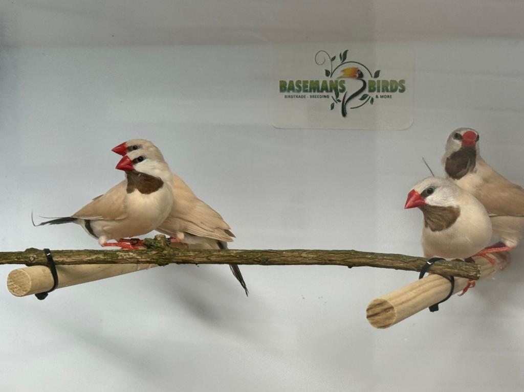 Spitstaart amadine - Poephila acuticauda, Dieren en Toebehoren, Meerdere dieren, Tropenvogel, Geringd