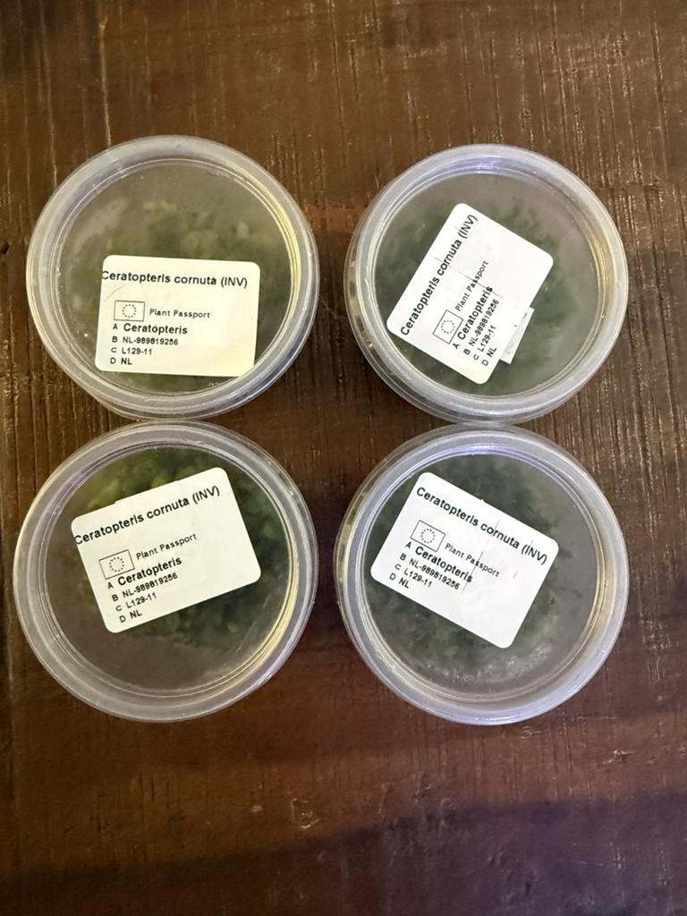 Ceratopteris cornuta/ eikenbladvaren in vitro, Dieren en Toebehoren, Ophalen of Verzenden, Zo goed als nieuw
