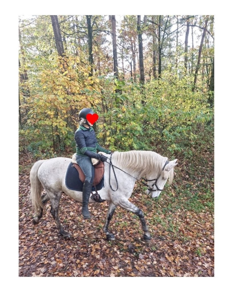 Grappige lieve Spaanse ruin, Dieren en Toebehoren, Paarden, Minder dan 160 cm, B, Ruin, 11 jaar of ouder