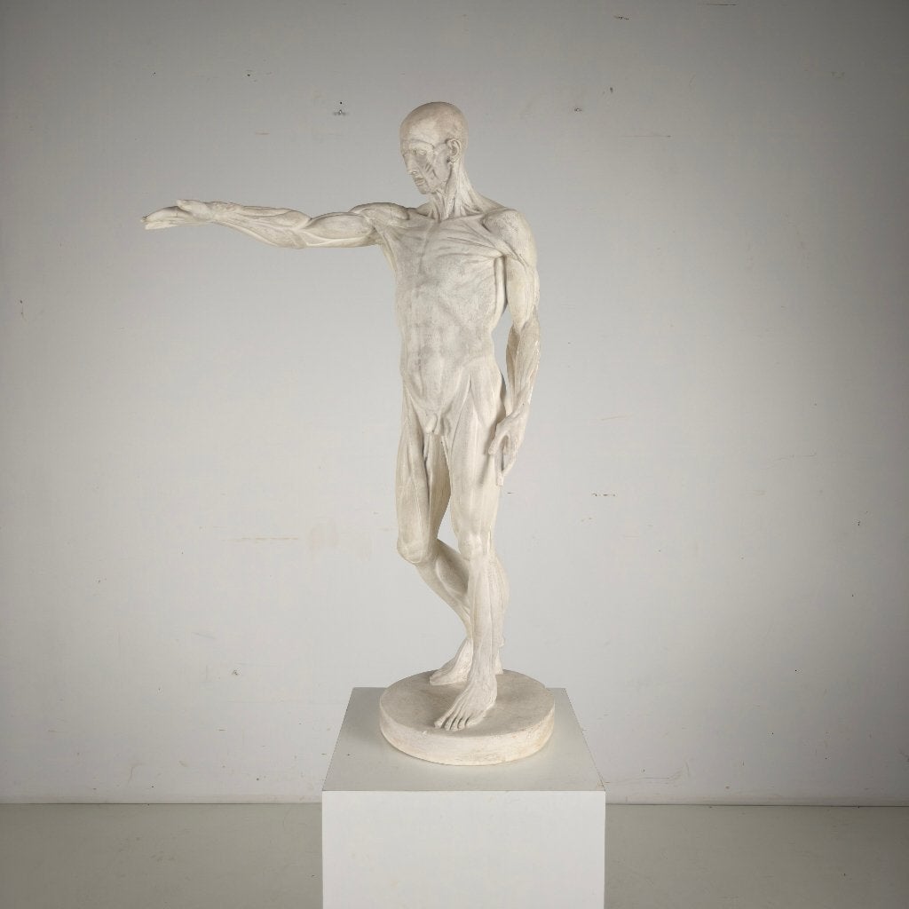Écorché anatomisch model – gipsen sculptuur, Ophalen of Verzenden
