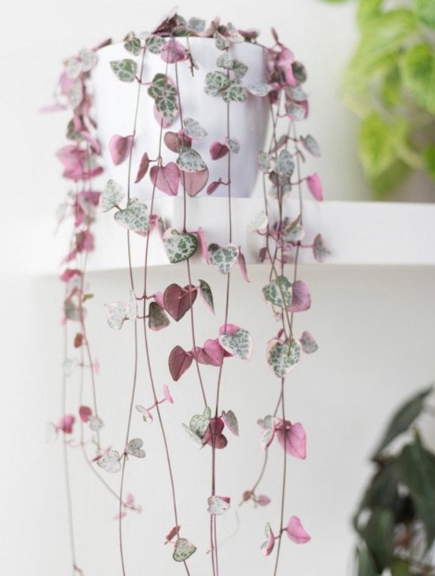 Prachtige Ceropegia Woodii variegata String of Hearts, Overige soorten, In pot, Minder dan 100 cm, Groene kamerplant
