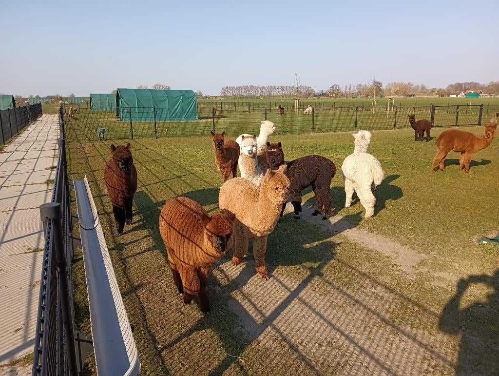 alpaca, Dieren en Toebehoren, Overige Dieren, Geslacht onbekend, Januari