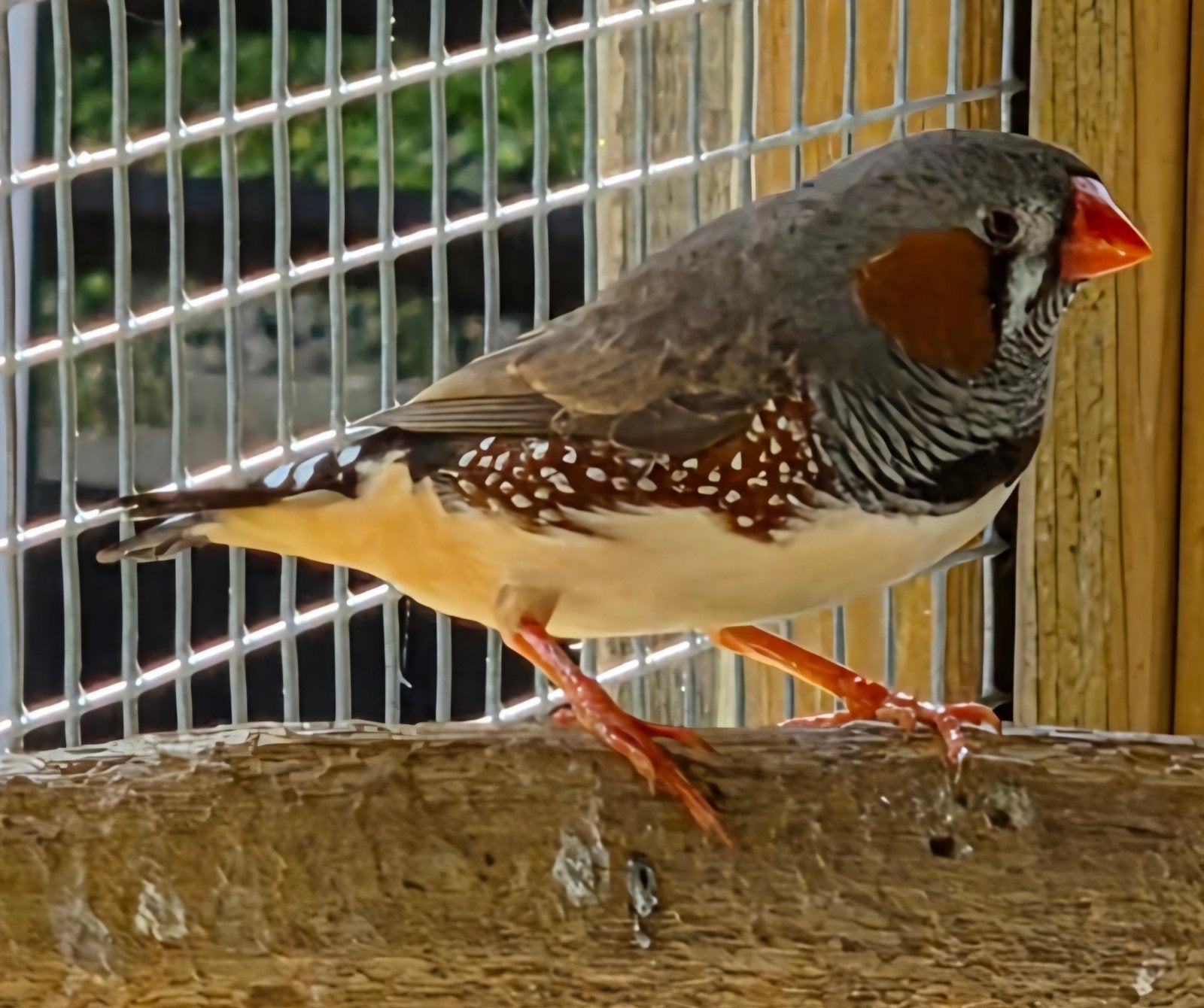 Zebravink wildkleur, Mannelijk, Tropenvogel