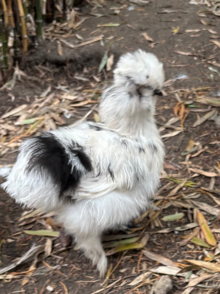 Zijdehoen hen, Dieren en Toebehoren, Vrouwelijk, Kip