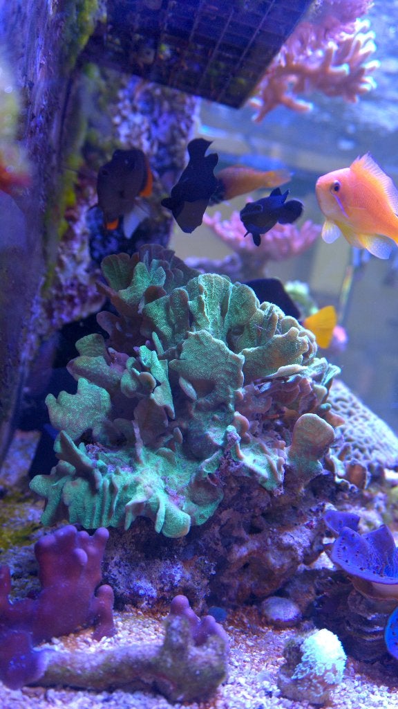 Grote steen met pavona cactus koraal, Overige typen, Zoutwatervis
