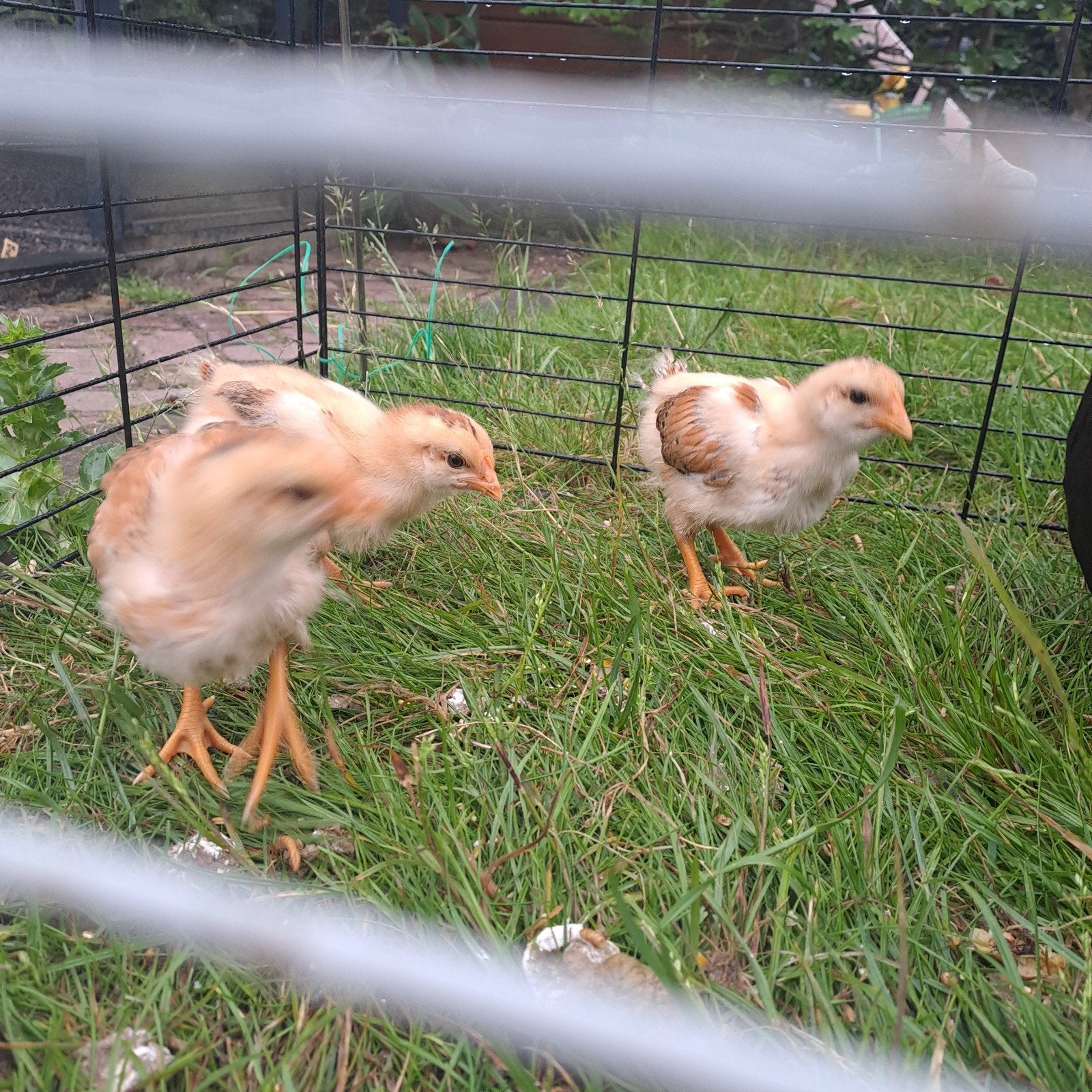 3 kuikens New Hampshire, Dieren en Toebehoren, Pluimvee, Geslacht onbekend, Kip