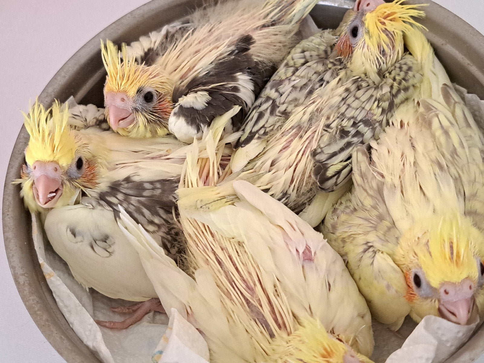 Jongen valkparkieten voor tam te maken, Dieren en Toebehoren, Vogels | Parkieten en Papegaaien, Geslacht onbekend, Parkiet, Tam