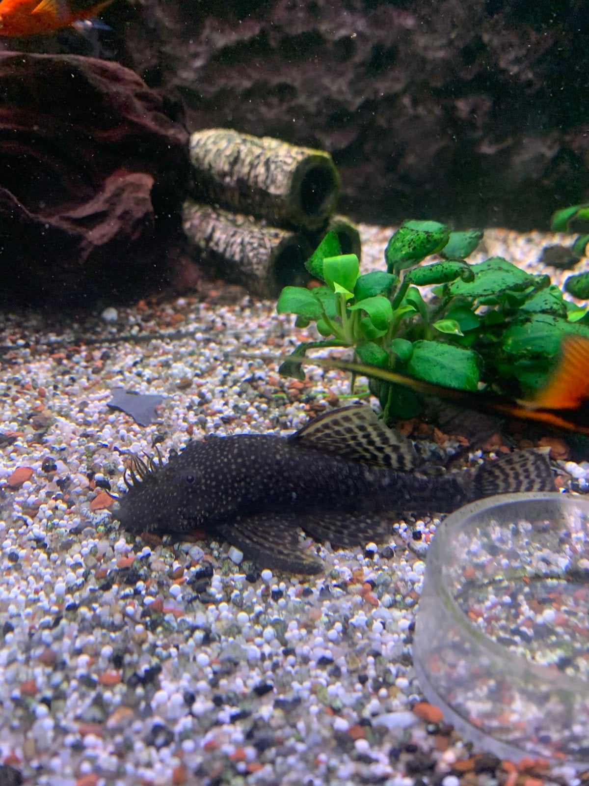 Tk borstelneus algeneter man., Vis, Zoetwatervis