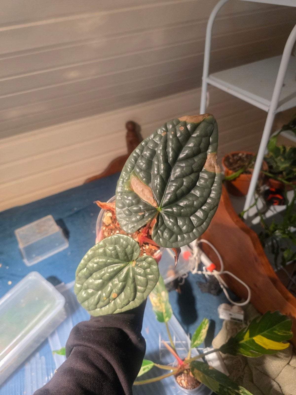 Anthurium Luxurians kneusje, Ophalen of Verzenden, Halfschaduw, Minder dan 100 cm