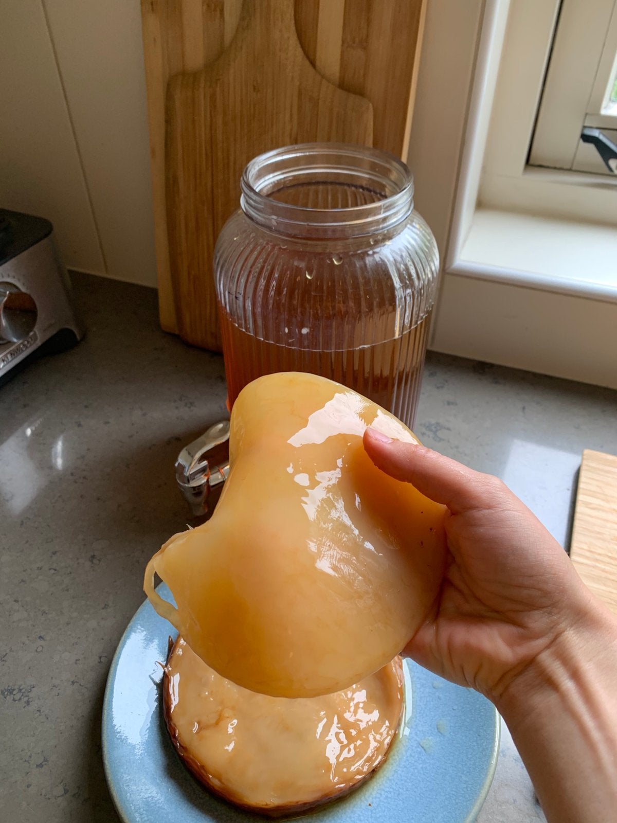 Organic SCOBY Kombucha + instructies, Diversen, Ophalen