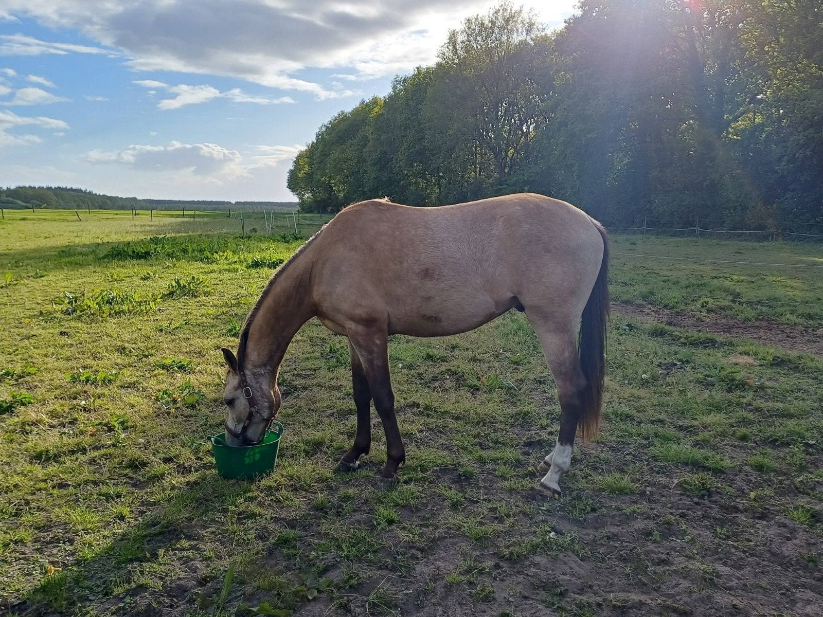3 jarige ruin v. Furst Dior, Ruin, Recreatiepaard