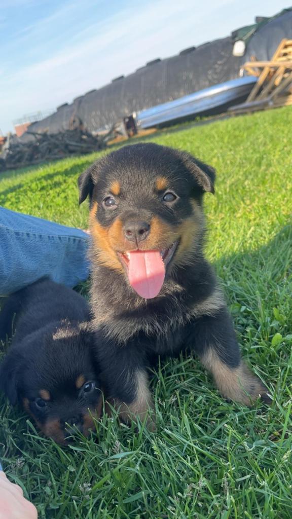 Hele lieve Rottweiler puppy's, Dieren en Toebehoren, Jack Russell Terriër, 8 tot 15 weken, Meerdere, Meerdere dieren