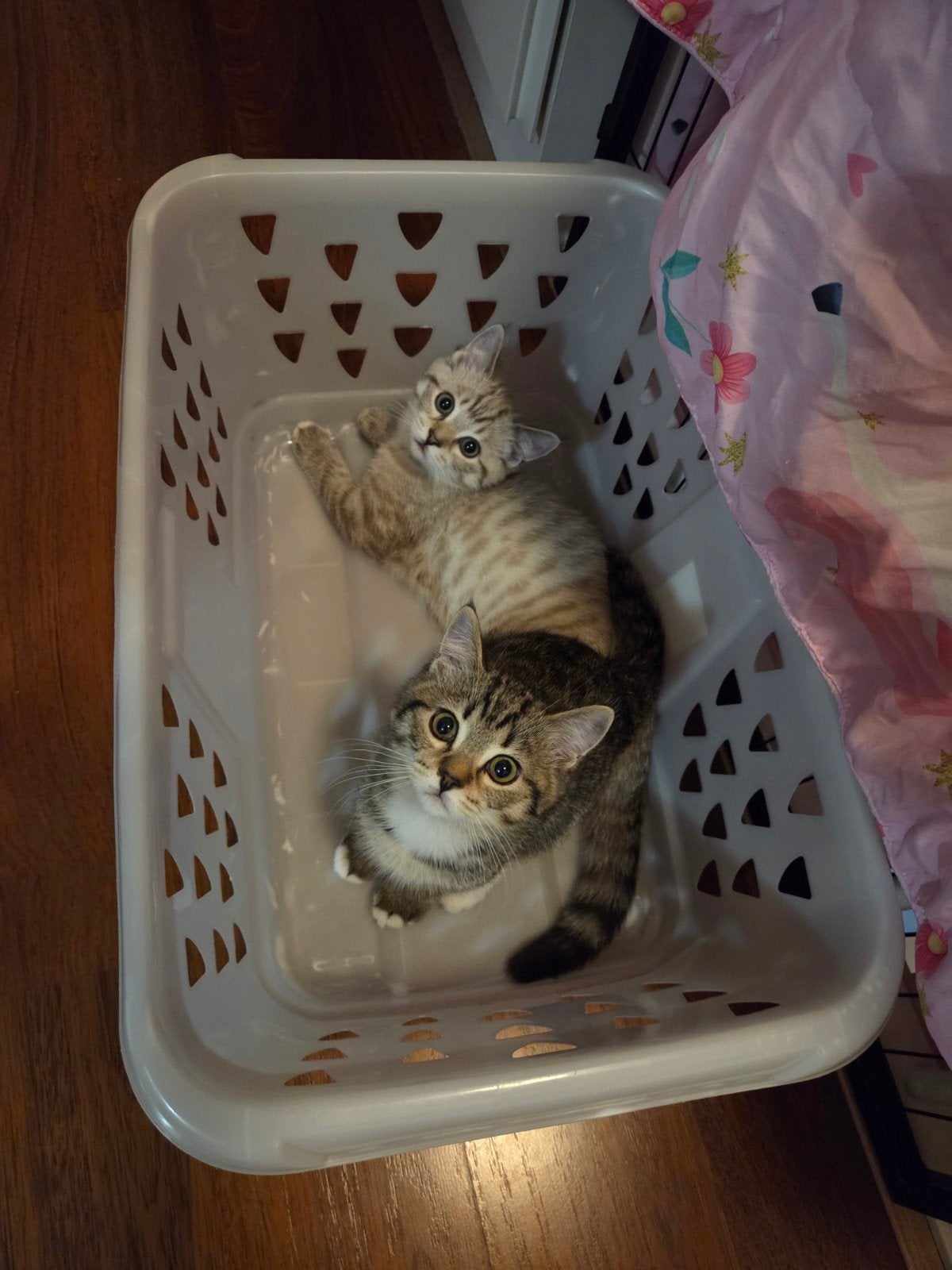 Ragdoll x brits korthaar kittens, Kater, 0 tot 2 jaar