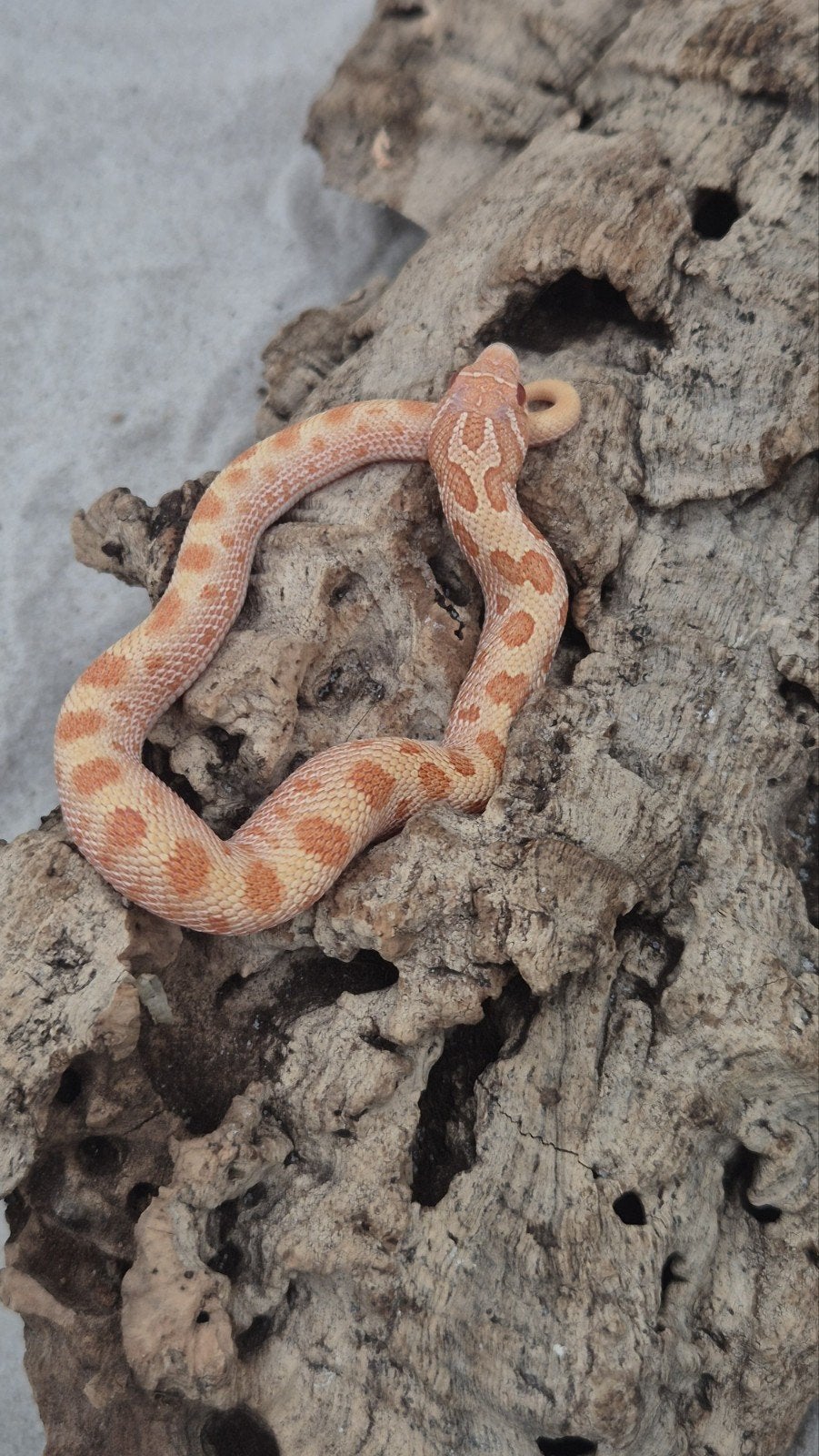 haakneusslang het snow Hognose Snake photo 4