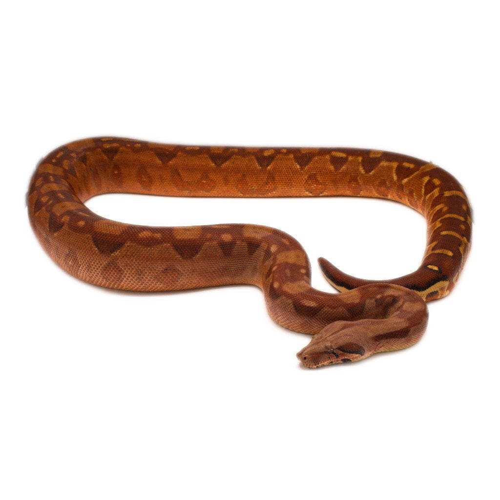 Boa Constrictor Imperator Litter 03 2026 Boa Constrictor photo 19