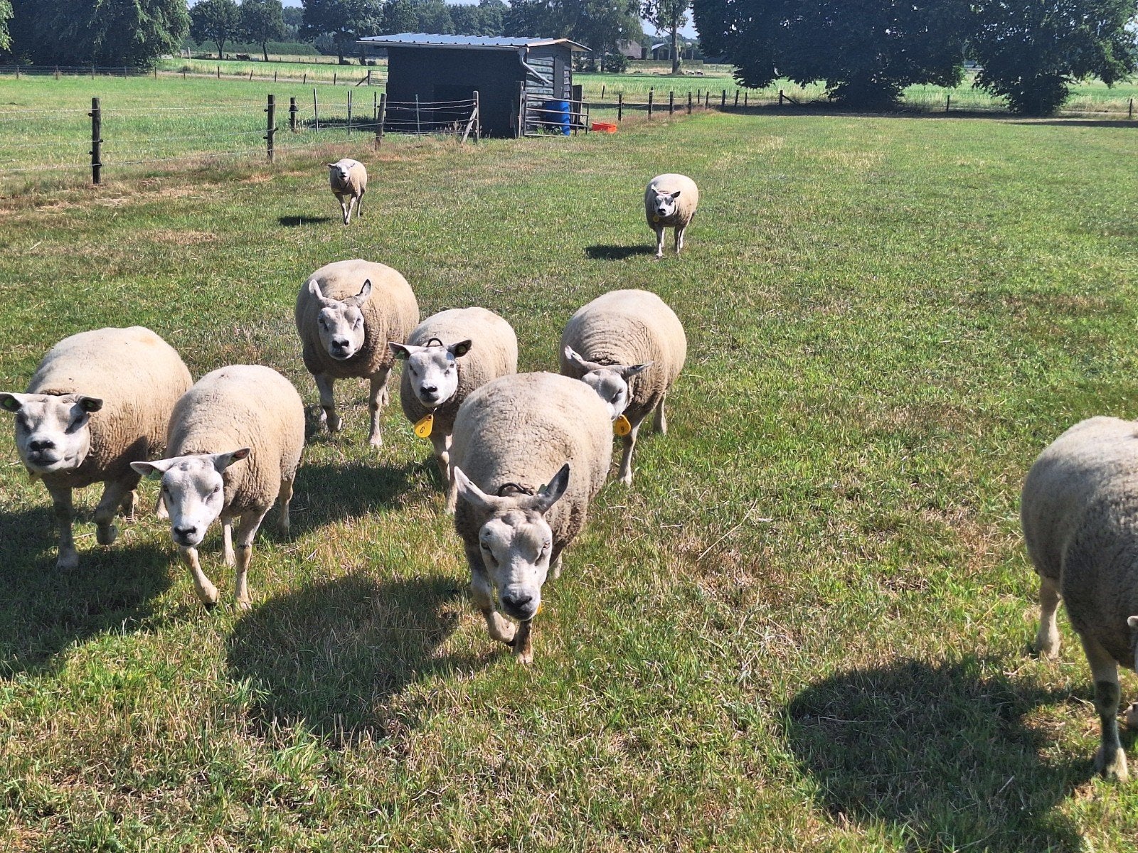 Stamboek texelaars schapen; zwoeger vrij, Dieren en Toebehoren, Schapen, Geiten en Varkens, Vrouwelijk, Schaap