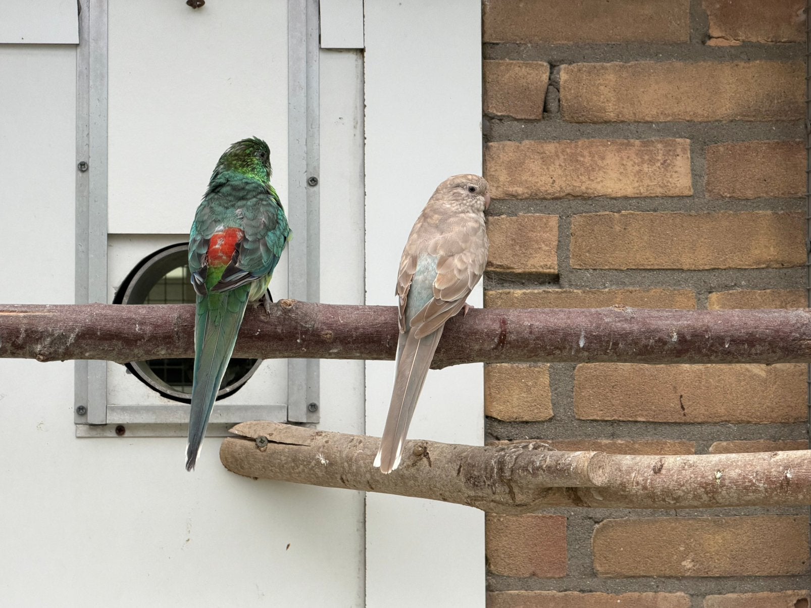 Roodruggen, Meerdere dieren, Parkiet, Geringd