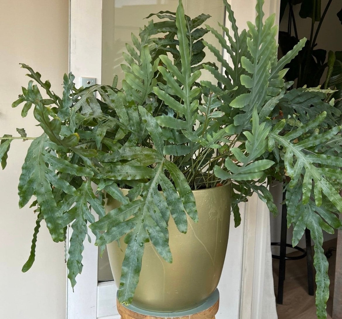 Grote Blauwvaren (Phlebodium aureum) in stevige gouden pot, Ophalen, 100 tot 150 cm, Overige soorten, Halfschaduw