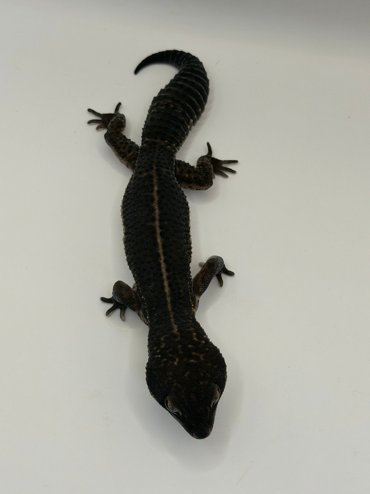 Black night Luipaardgekko UITVERKOOP, Dieren en Toebehoren