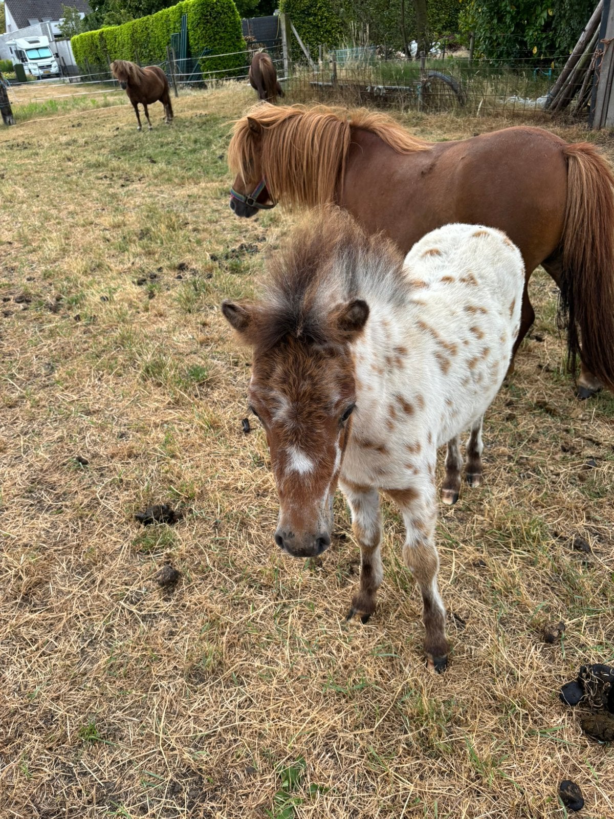 Sjetland pony, Dieren en Toebehoren, Merrie